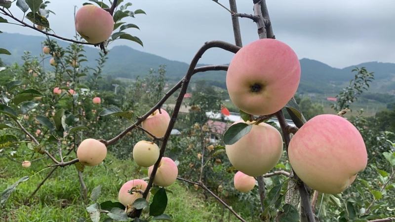 出售岳艳苹果