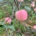 出售岳艳苹果