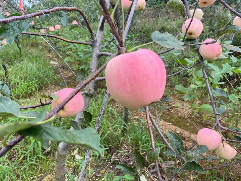 出售岳艳苹果