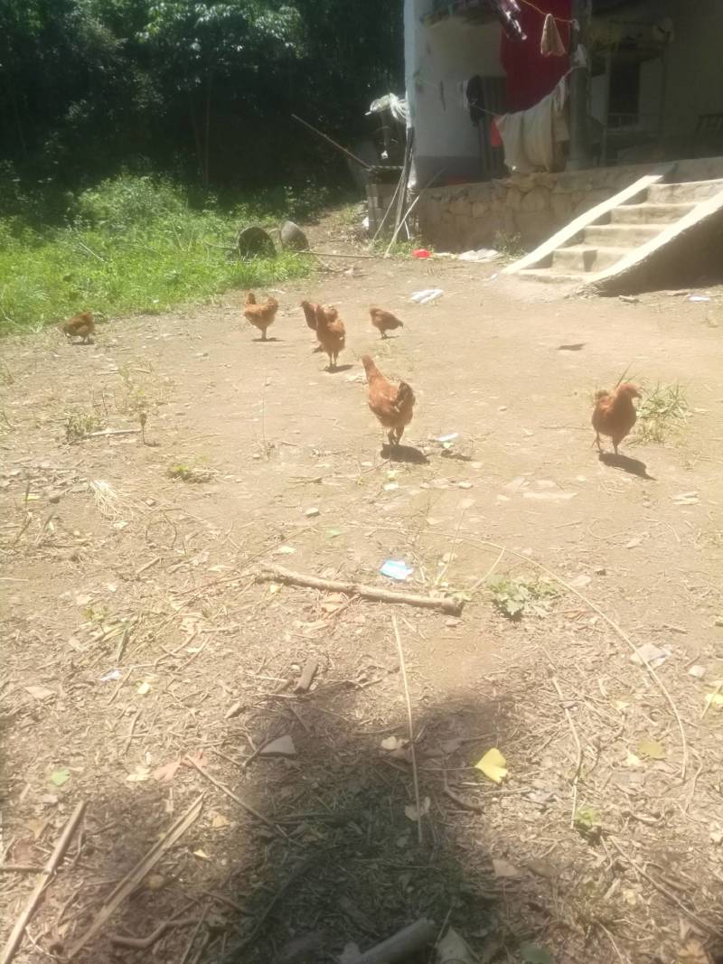 散鹅