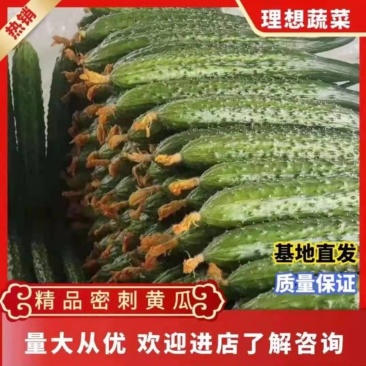 黄瓜密刺黄瓜黄瓜密刺口感好产地发货质量保证