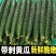 黄瓜密刺黄瓜黄瓜密刺口感好产地发货质量保证