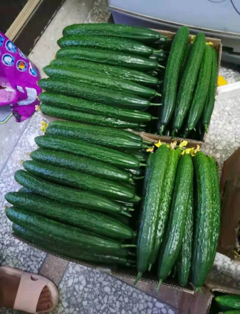 黄瓜密刺黄瓜黄瓜密刺口感好产地发货质量保证