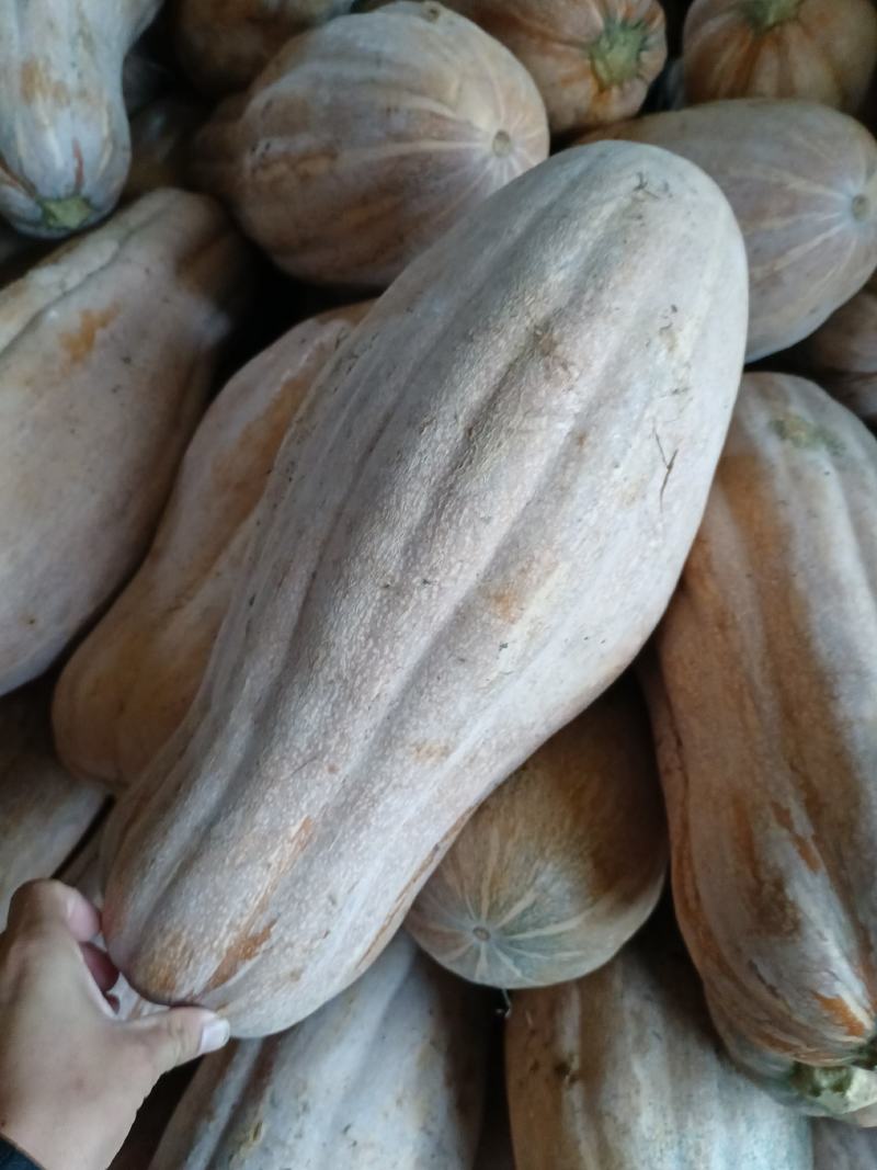 密本南瓜，颜色紫红上粉，个头大