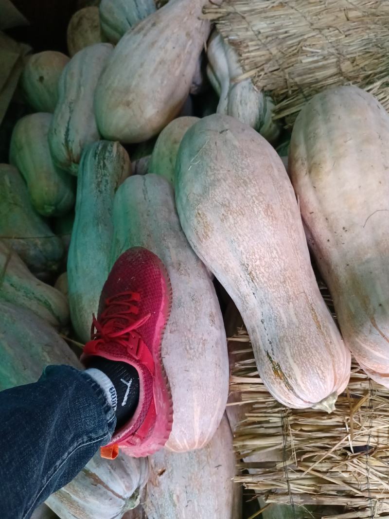 密本南瓜，颜色紫红上粉，个头大