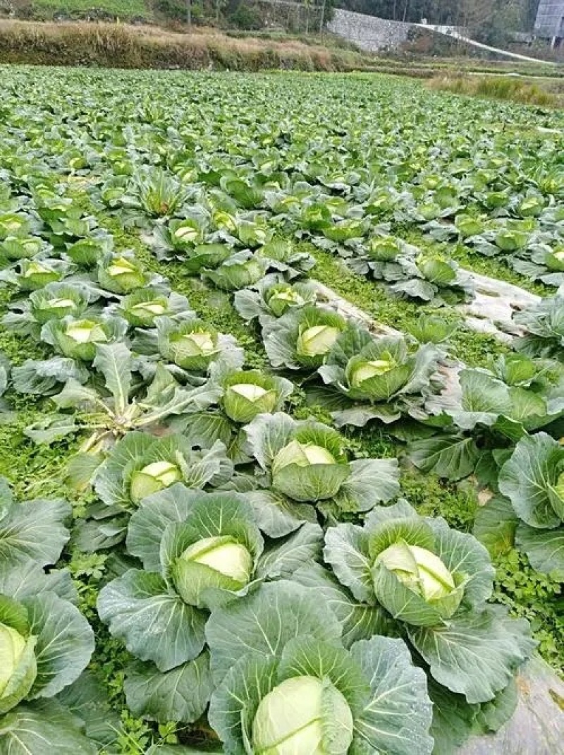 云南泸西铁头包菜圆包菜