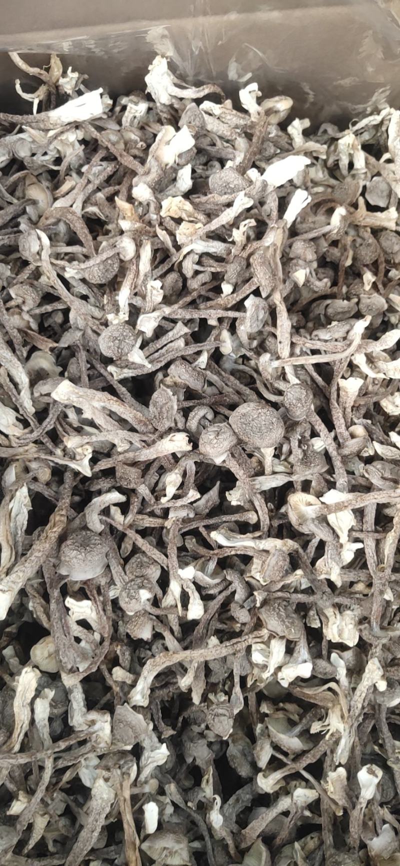 三明鹿茸菇野生优质菌菇产地直发烘干发货质量好