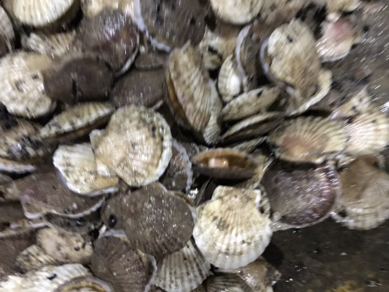 扇贝夏贻贝小扇贝烧烤火锅店扇贝10斤起发不包运费