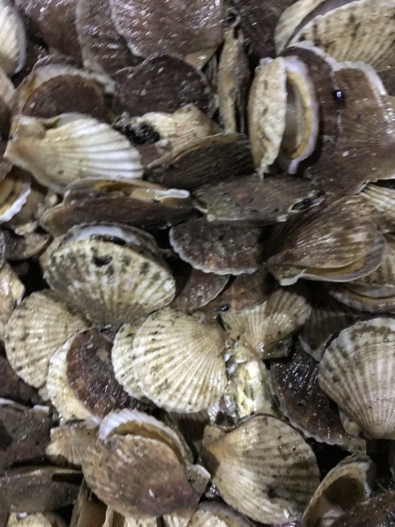 扇贝夏贻贝小扇贝烧烤火锅店扇贝10斤起发不包运费