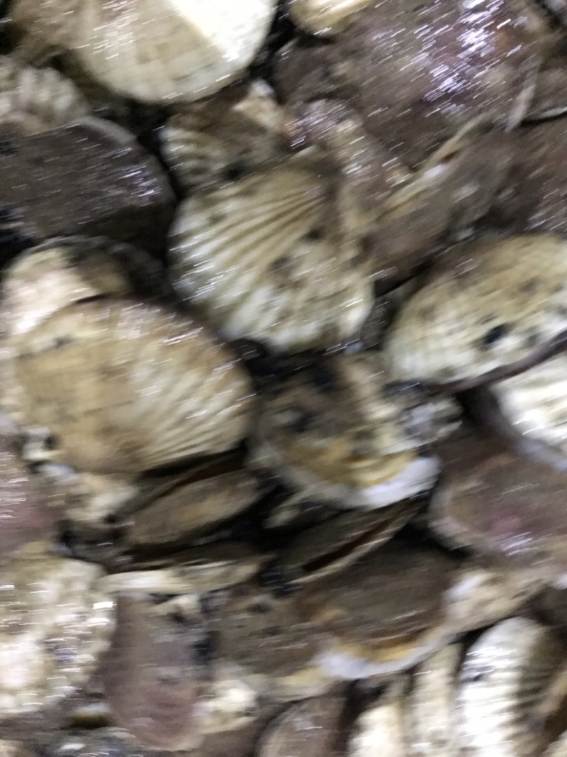 扇贝夏贻贝小扇贝烧烤火锅店扇贝10斤起发不包运费