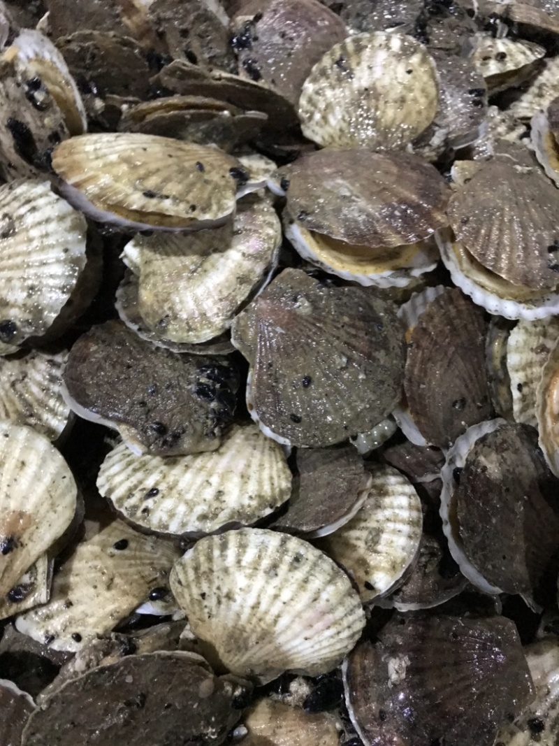 扇贝夏贻贝小扇贝烧烤火锅店扇贝10斤起发不包运费