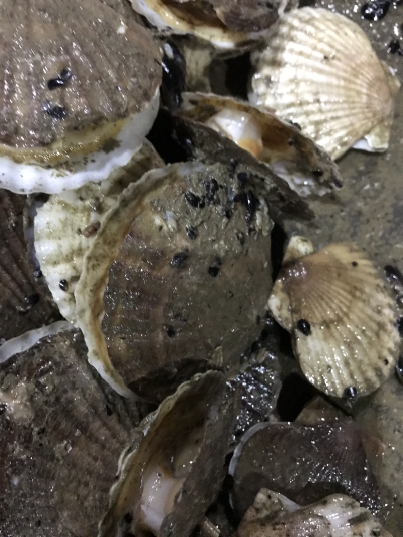 扇贝夏贻贝小扇贝烧烤火锅店扇贝10斤起发不包运费
