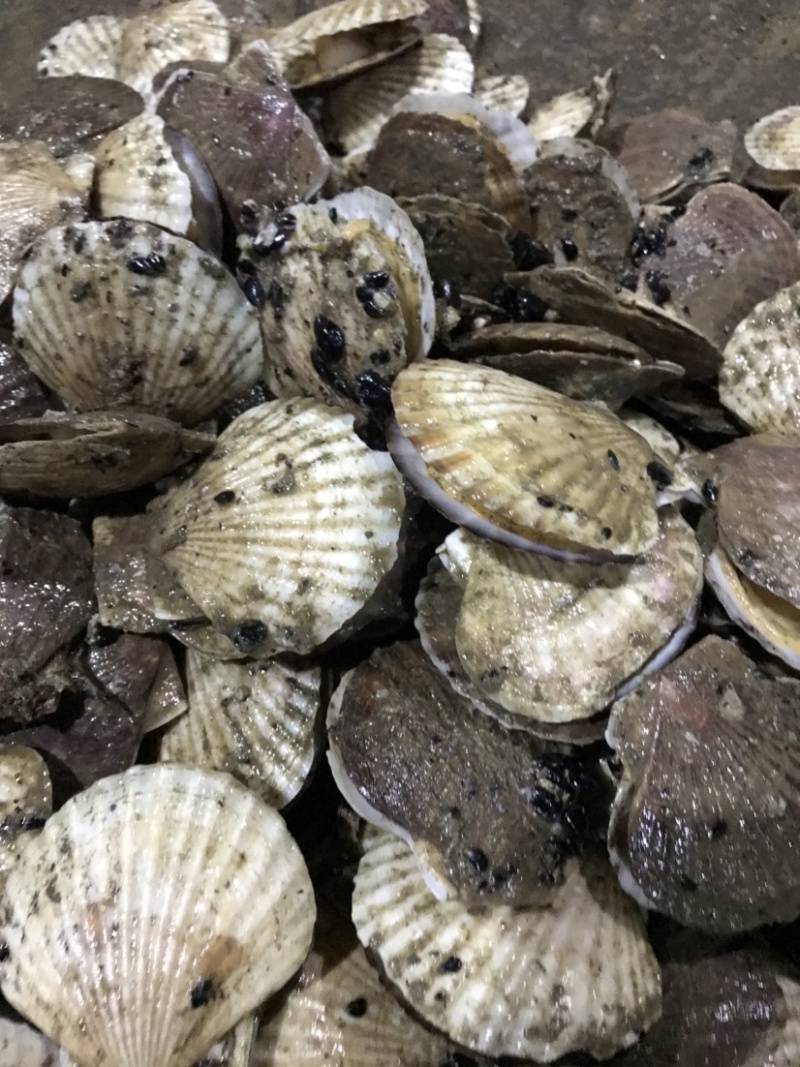 扇贝夏贻贝小扇贝烧烤火锅店扇贝10斤起发不包运费