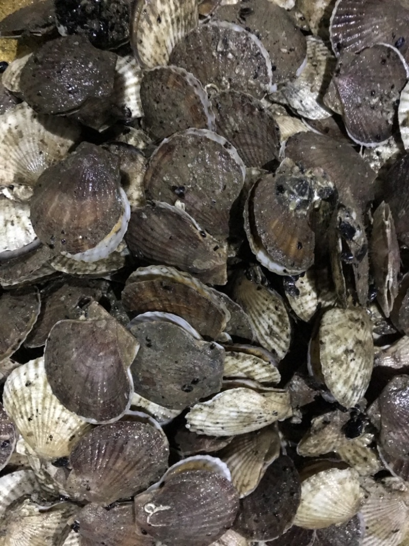扇贝夏贻贝小扇贝烧烤火锅店扇贝10斤起发不包运费