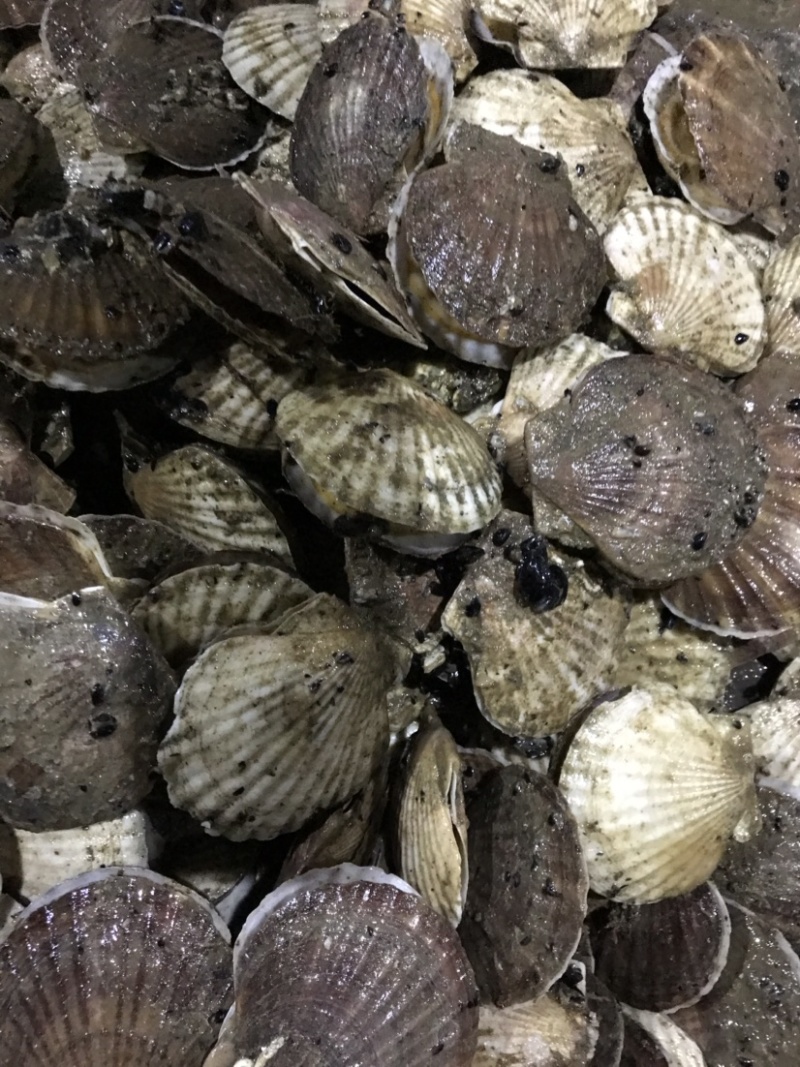 扇贝夏贻贝小扇贝烧烤火锅店扇贝10斤起发不包运费