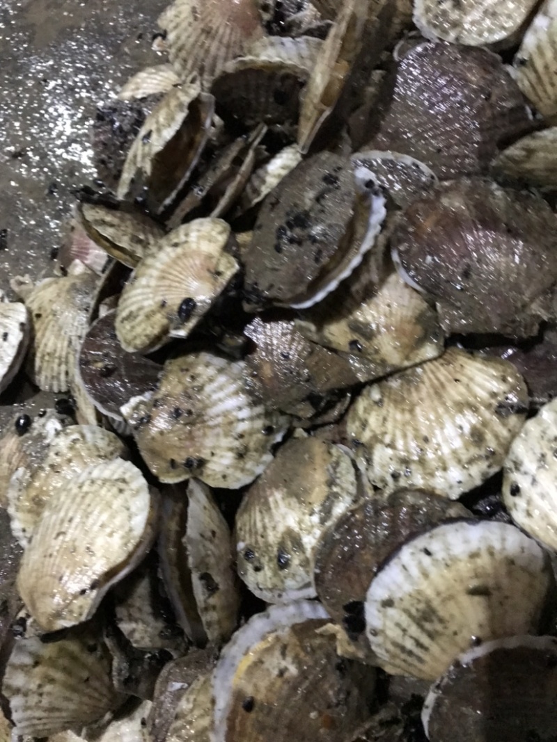 扇贝夏贻贝小扇贝烧烤火锅店扇贝10斤起发不包运费