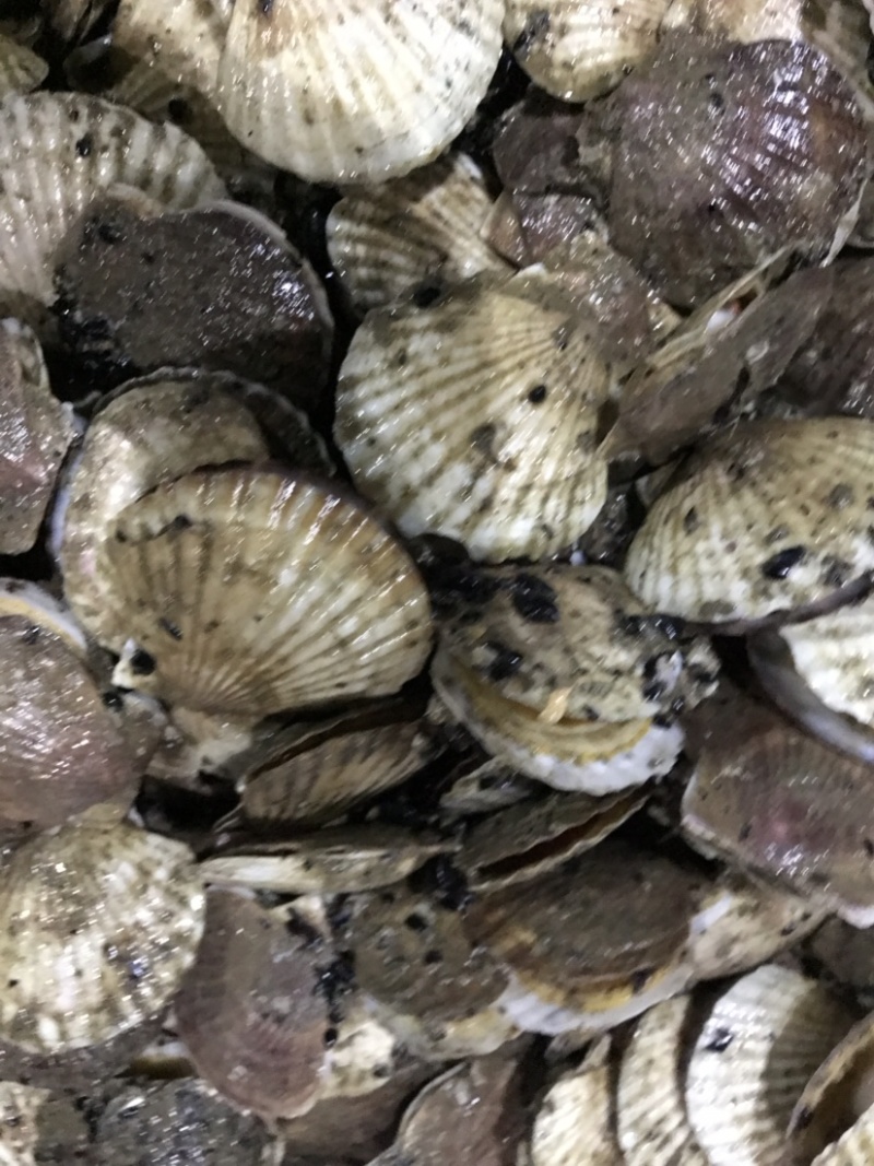 扇贝夏贻贝小扇贝烧烤火锅店扇贝10斤起发不包运费