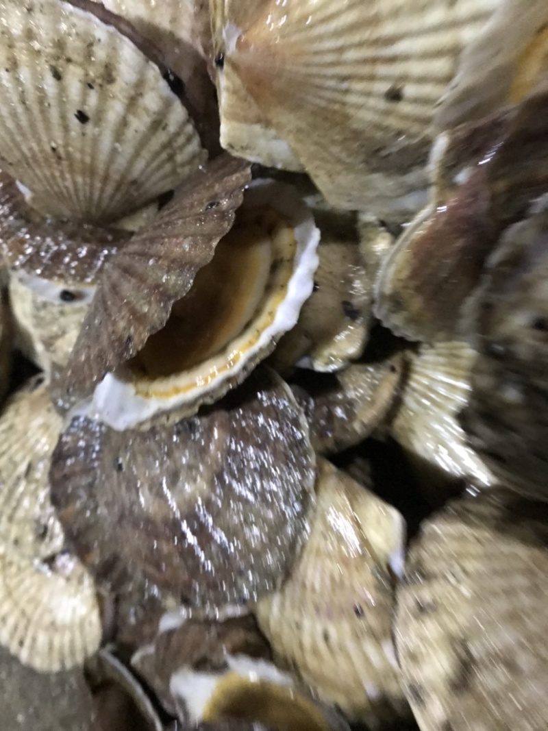 扇贝夏贻贝小扇贝烧烤火锅店扇贝10斤起发不包运费
