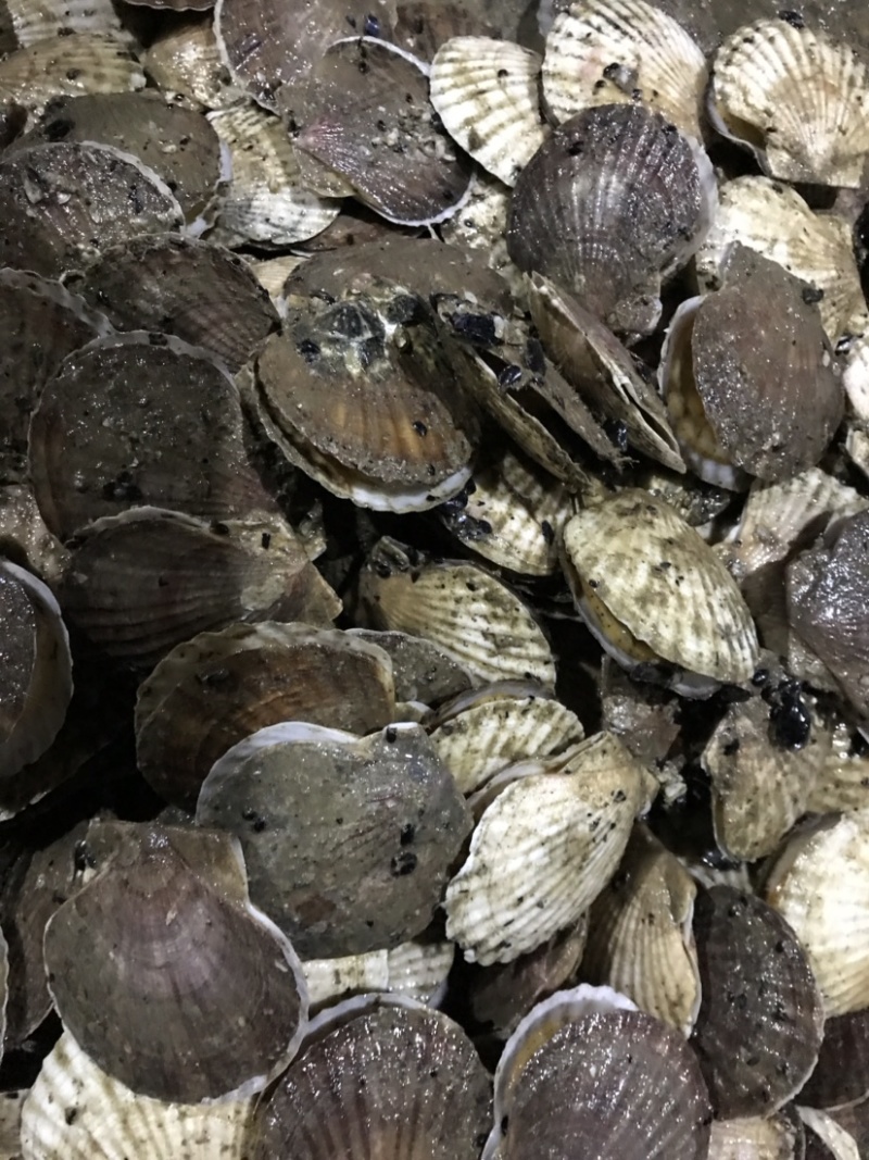 扇贝夏贻贝小扇贝烧烤火锅店扇贝10斤起发不包运费