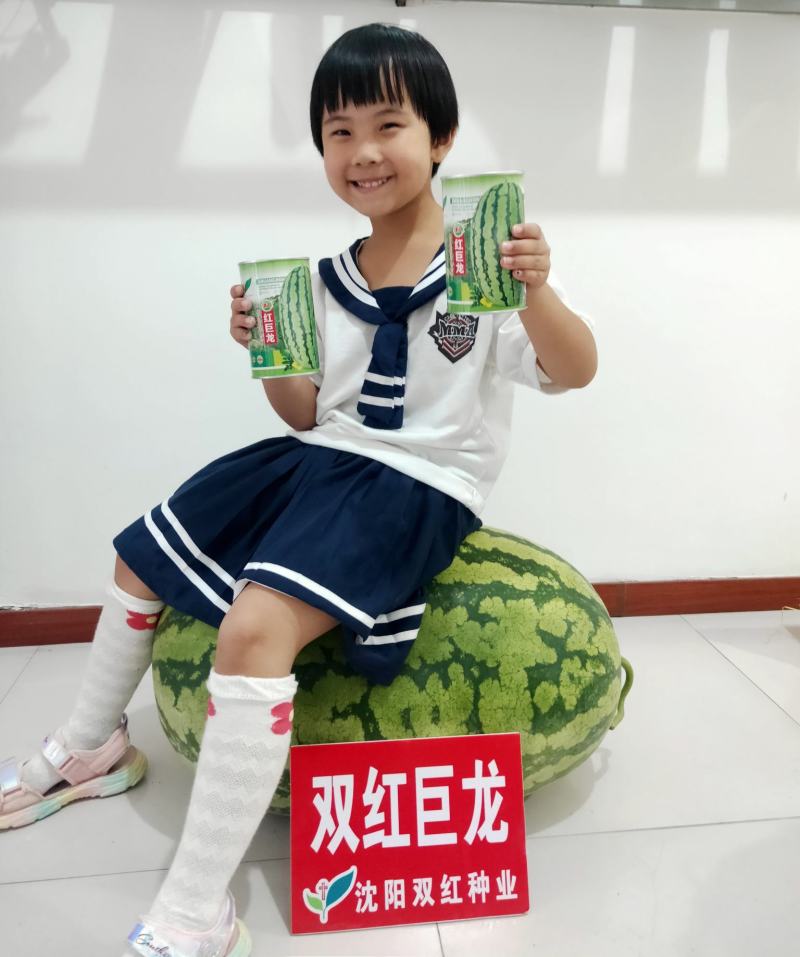 双红巨龙西瓜种子高产抗病长椭圆果型西瓜种子精品