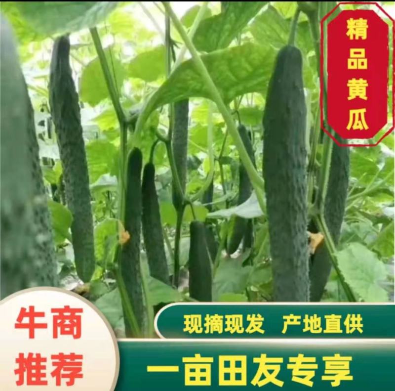 沧州青县黄瓜大量上市欢迎大家前来抢购，提前预定