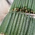 沧州青县黄瓜大量上市欢迎大家前来抢购，提前预定