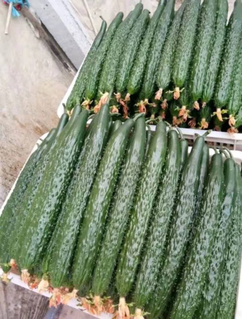 沧州青县黄瓜大量上市欢迎大家前来抢购，提前预定