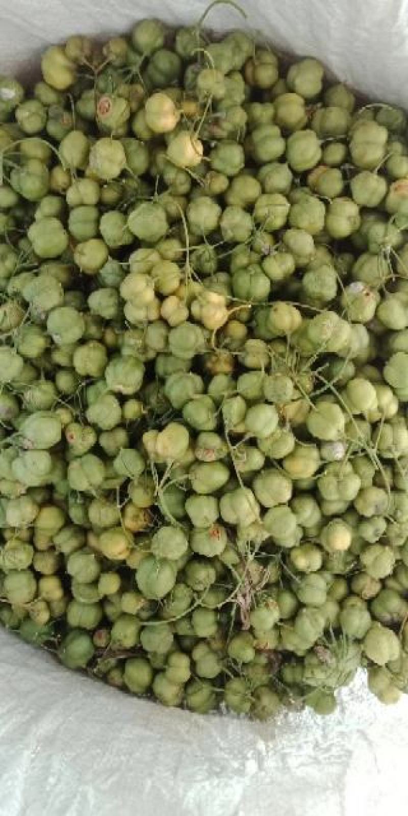 黄精子，多花姜型黄精子发芽率95%以上