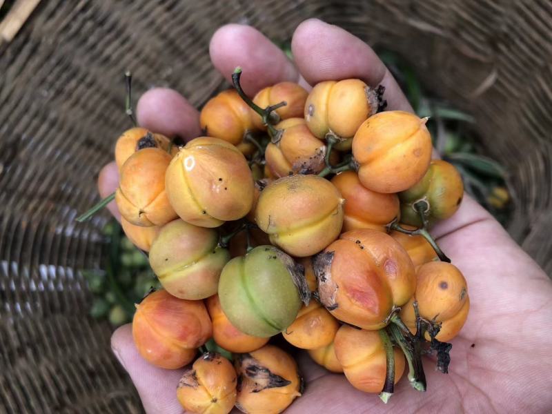黄精子，多花姜型黄精子发芽率95%以上