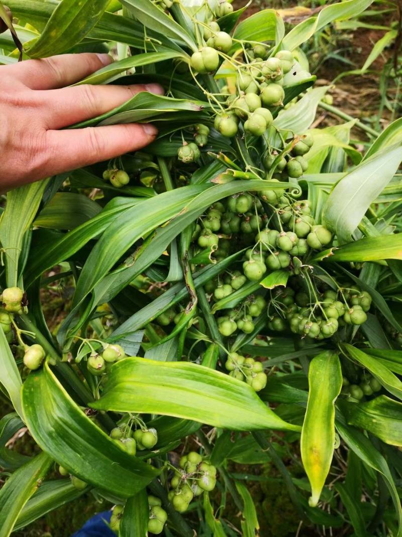 黄精子，多花姜型黄精子发芽率95%以上