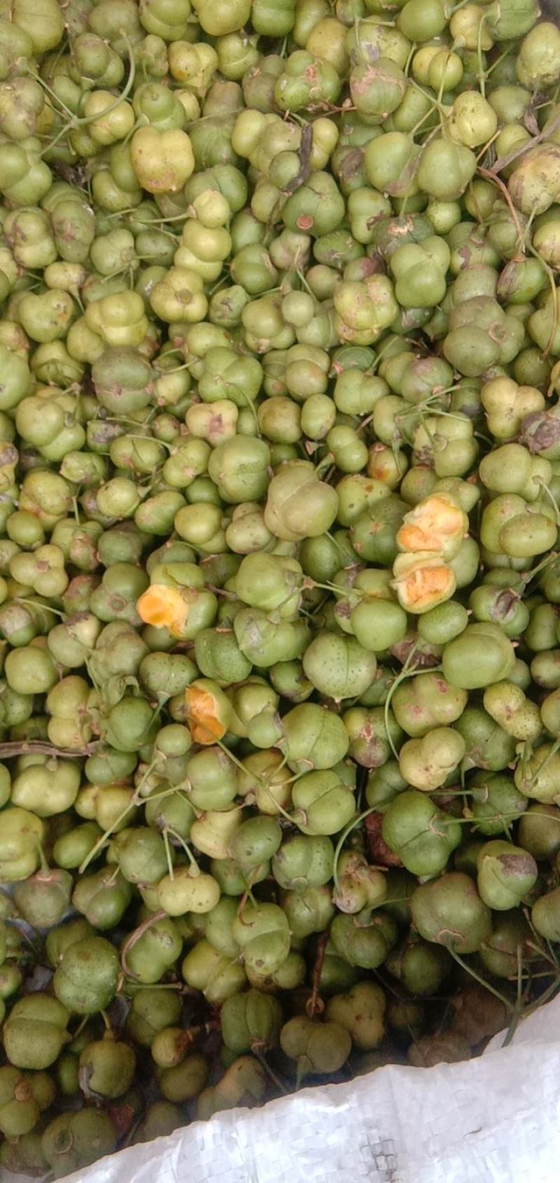 黄精子，多花姜型黄精子发芽率95%以上