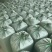 青储玉米秸秆，青储饲料，牛羊饲料，大量现货，随时发货。