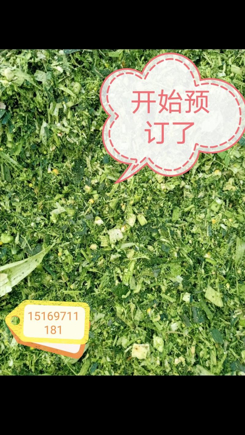 青储玉米秸秆，青储饲料，牛羊饲料，大量现货，随时发货。