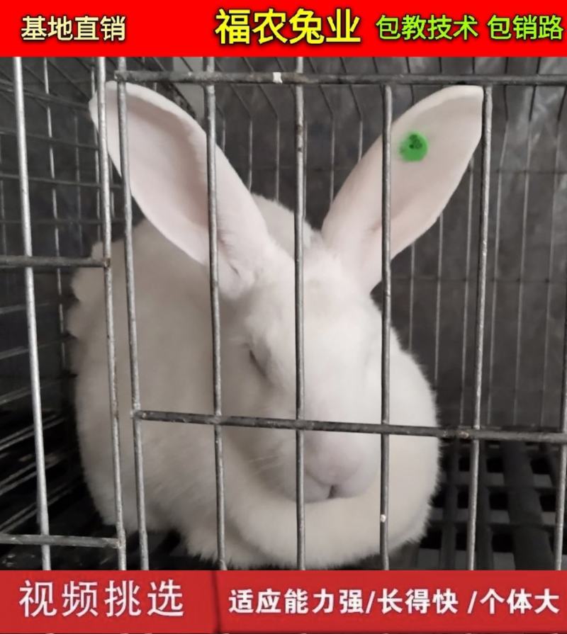 纯种新西兰种兔活体新西兰肉兔种兔大型兔子