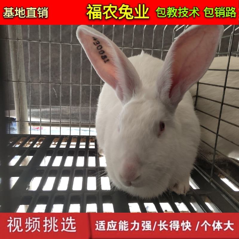 纯种新西兰种兔活体新西兰肉兔种兔大型兔子