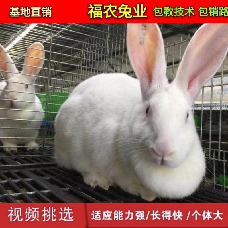 纯种新西兰种兔活体新西兰肉兔种兔大型兔子