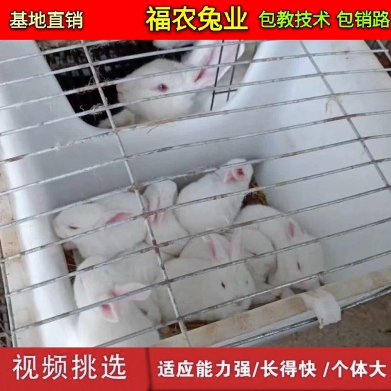 纯种新西兰种兔活体新西兰肉兔种兔大型兔子