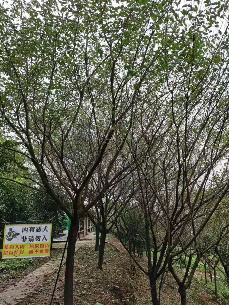 供应优质红梅树，数量有限，先到先得。
