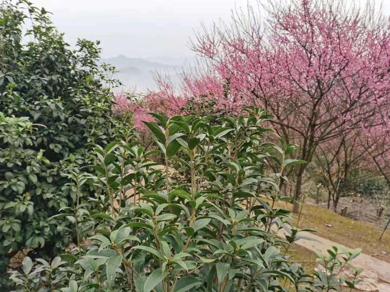供应优质红梅树，数量有限，先到先得。