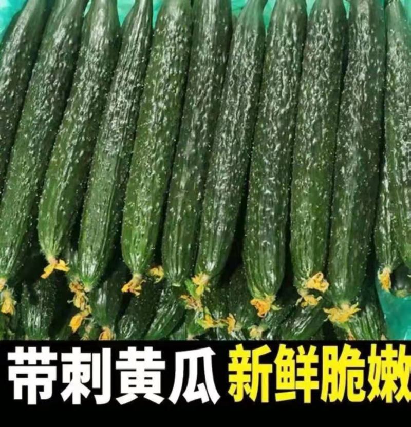 黄瓜大量上市，有需要的客商可以前来选购油亮密刺干花