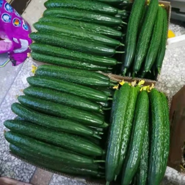 黄瓜大量上市，有需要的客商可以前来选购油亮密刺干花