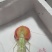 野生竹蛉批发。