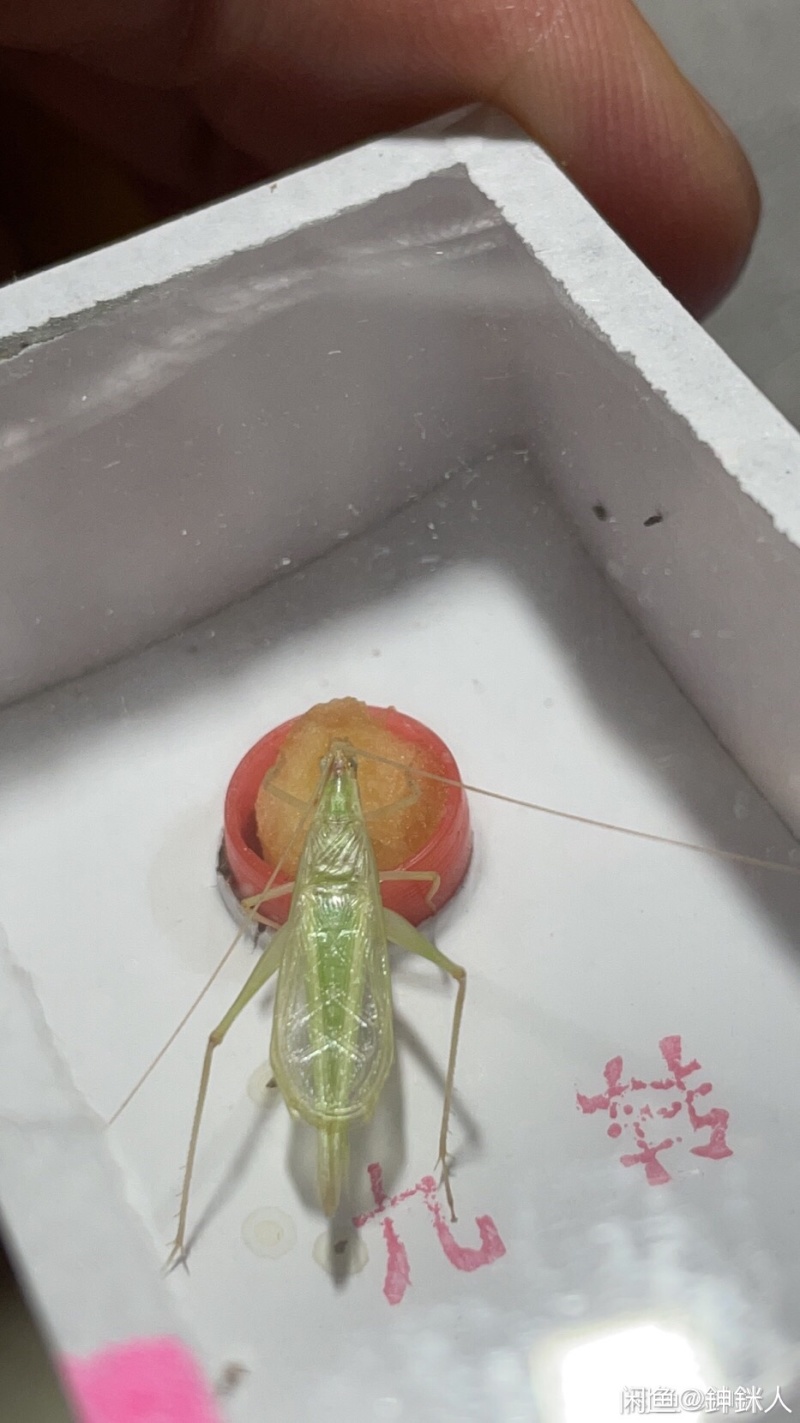 野生竹蛉批发。