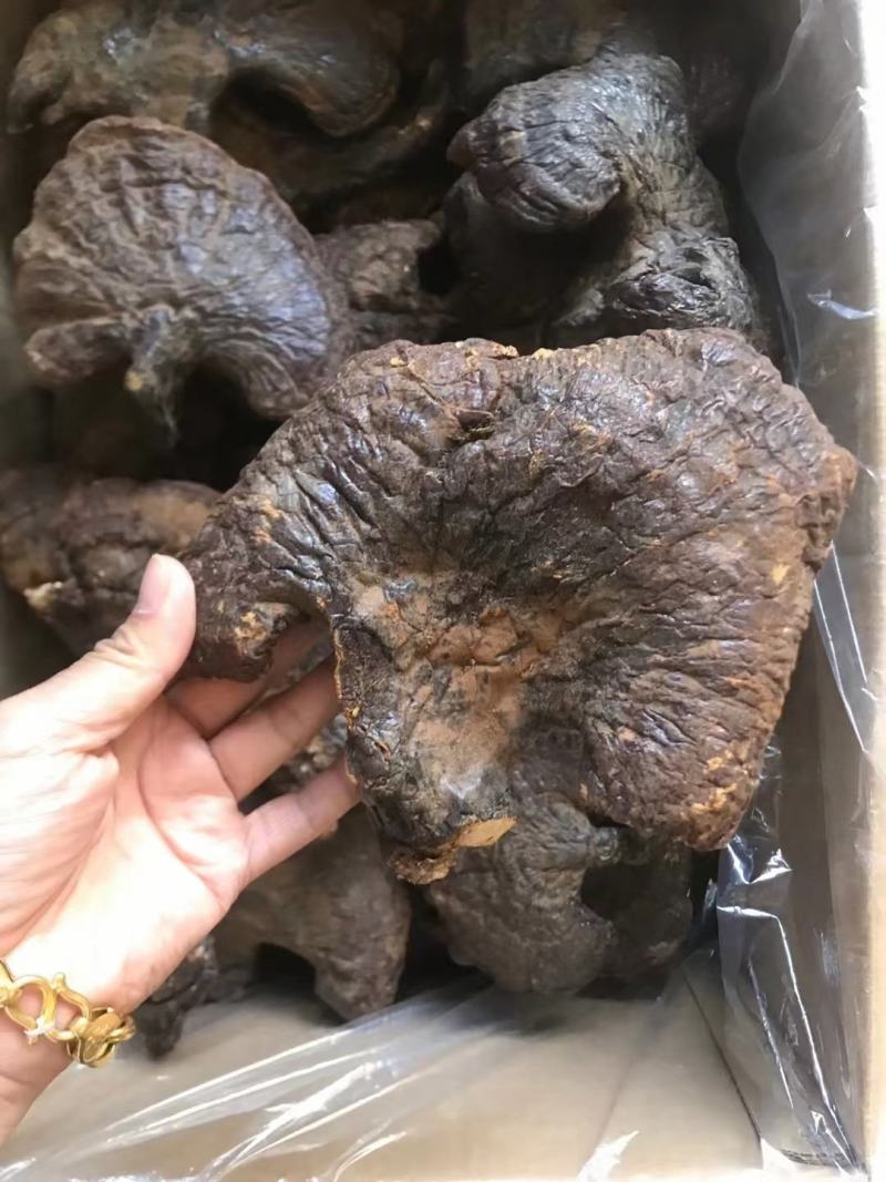 天然东北长白山野生整枝赤灵芝500g装正品野生灵芝