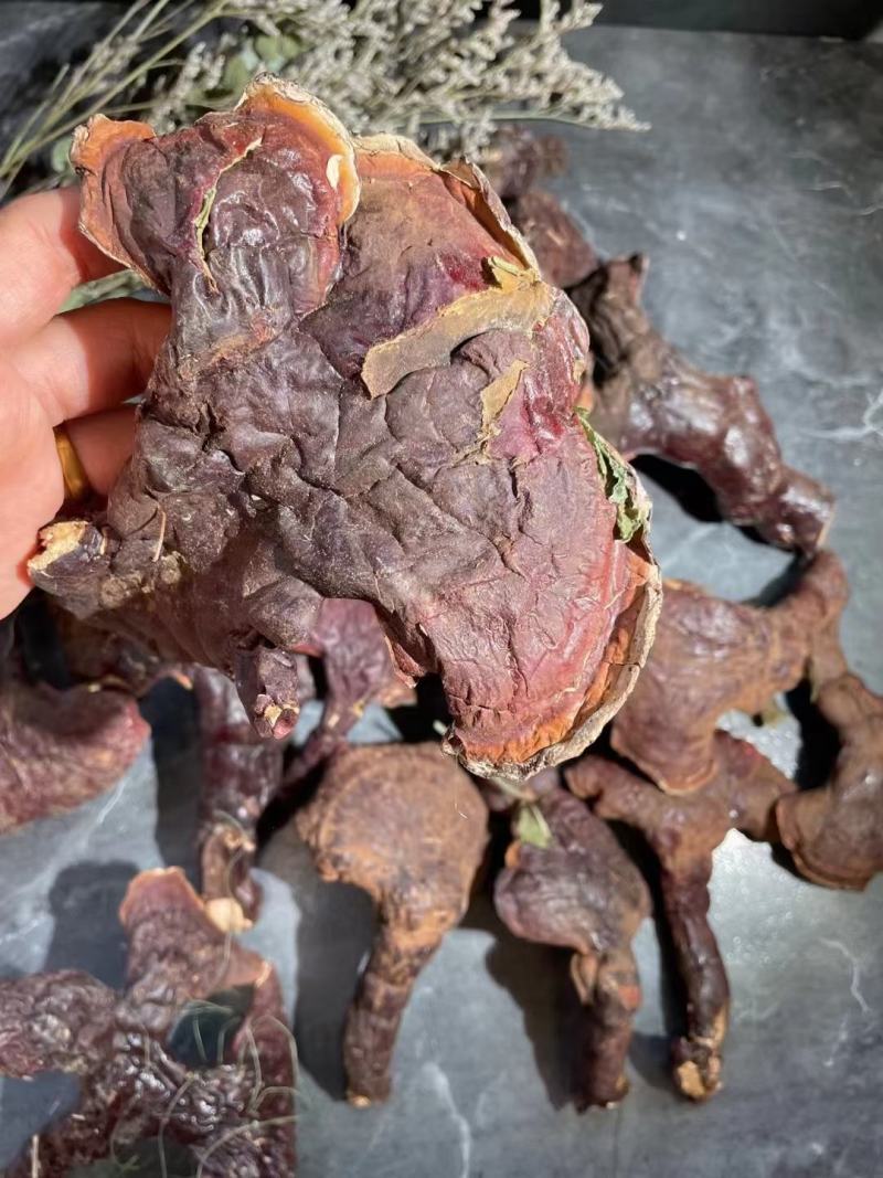 天然东北长白山野生整枝赤灵芝500g装正品野生灵芝