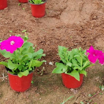 四季草花批发，时令草花基地一手货源，牵牛等各种花卉