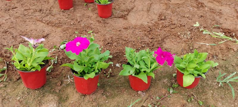 四季草花批发，时令草花基地一手货源，牵牛等各种花卉