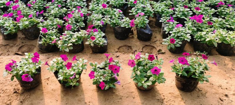 四季草花批发，时令草花基地一手货源，牵牛等各种花卉