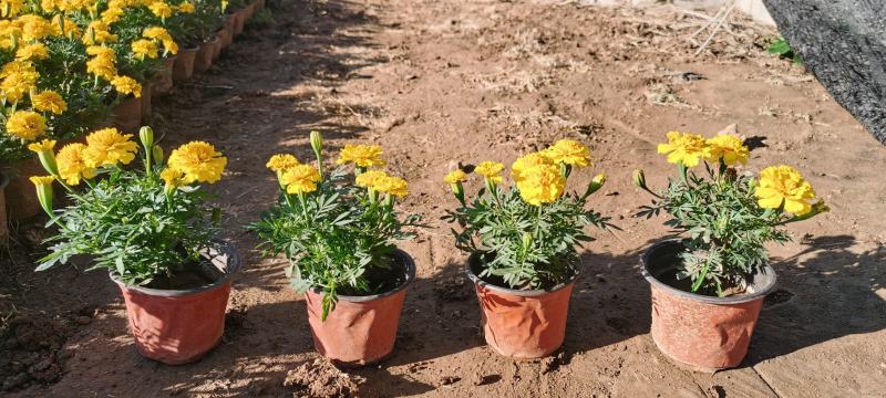四季草花批发，时令草花基地一手货源，牵牛等各种花卉