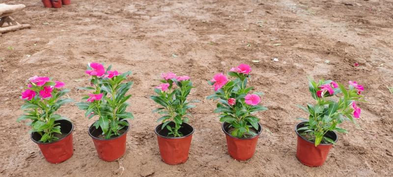 四季草花批发，时令草花基地一手货源，牵牛等各种花卉